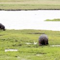 BWA NW Chobe 2016DEC04 River 097 : 2016, 2016 - African Adventures, Africa, Botswana, Chobe River, Date, December, Month, Northwest, Places, Southern, Trips, Year